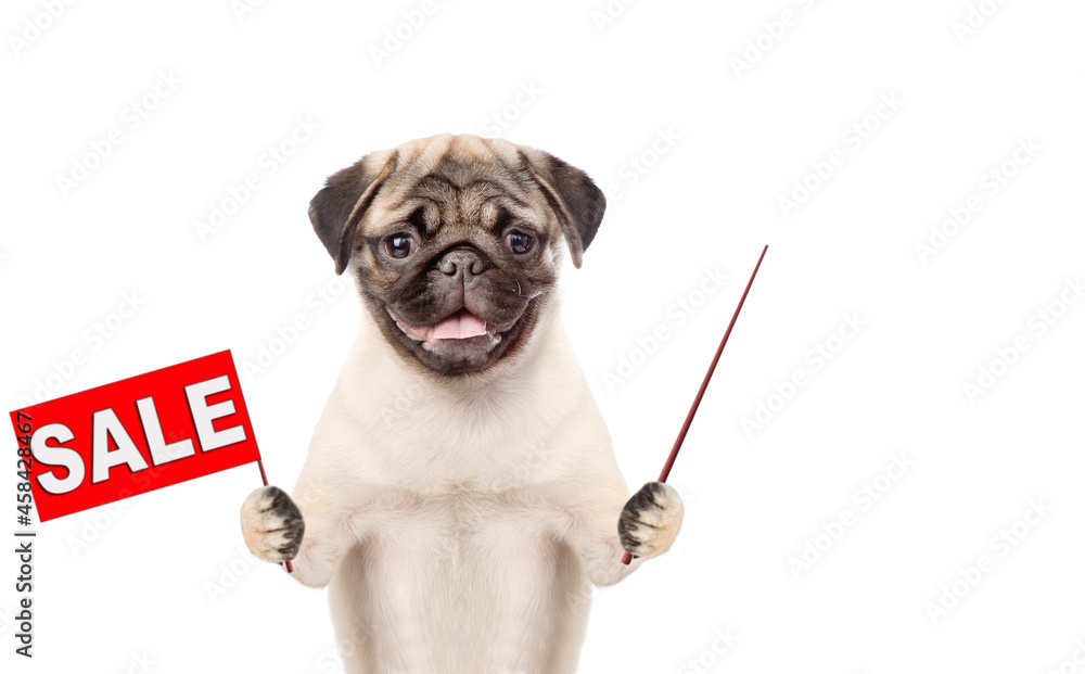Poster Pug puppy holds sales symbol and points away on empty space. isolated on white background