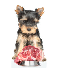 Hungry Yorkshire Terrier puppy sits with bowl of a raw meat. Isolated on white background