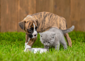 German boxer puppy and kitten eat together from one bowl on green summer grass