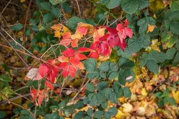 Obraz premium autumn leaves on the ground