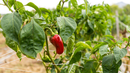 Red chili peppers on a branch in Espelette in France