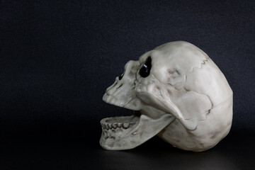 human skull with open mouth seen from the side