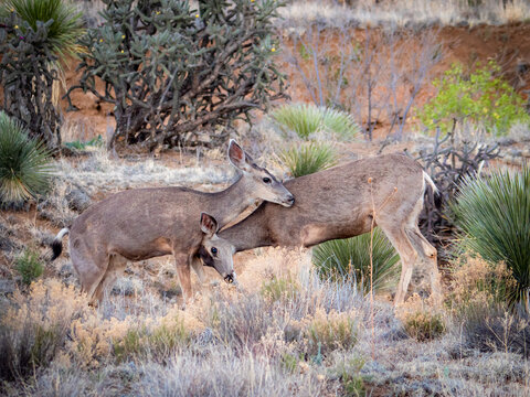 Two black-tailed mule deer embracing in the high desert of New Mexico