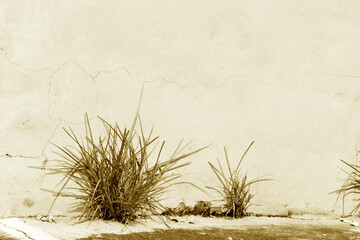 Abstract empty old concrete wall with clumps of grass below, tones of sepia brown for the...