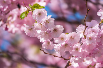 Lush blooming pink sakura blossoms. Spring Background image