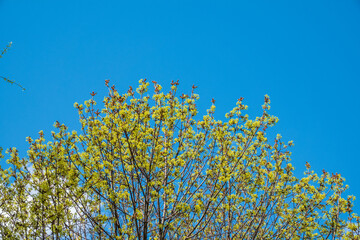 Spring branches with fresh green leaves on a background of blue sky. Spring leaves and blue sky as background.