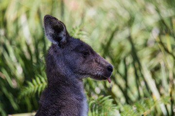 Close-up of a baby Eastern Grey Kangaroo in it's mother's pouch