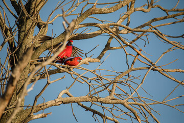 Crimson Rosella bird mating in a tree.