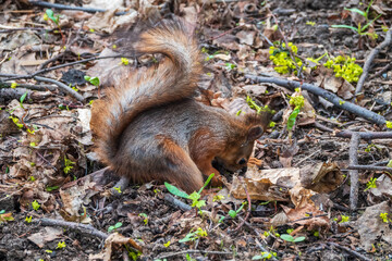 Squirrel in autumn or spring hides nuts on the green grass with fallen yellow leaves