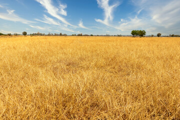 Golden field with tree at rural countryside