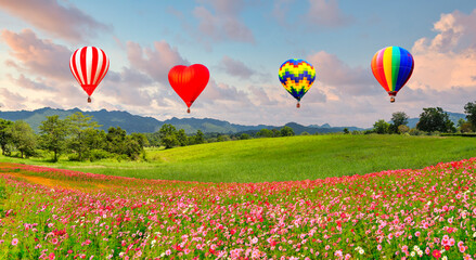 Naklejka premium Panoramic view of landscape of hot air balloon floating above the cosmos flower field and green field on the hill at sunrise time.