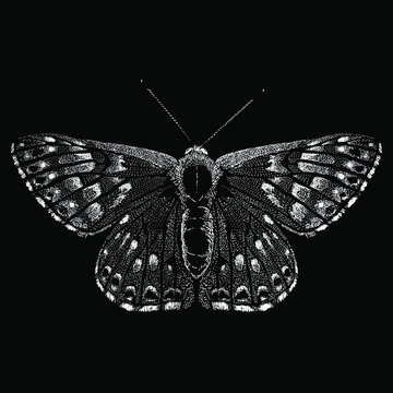 butterfly vector drawing illustration. vector isolated element on the black background