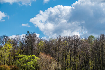 Fototapeta na wymiar Green treetops and beautiful cloudy blue sky. Forest landscape on blue cloudy sky background