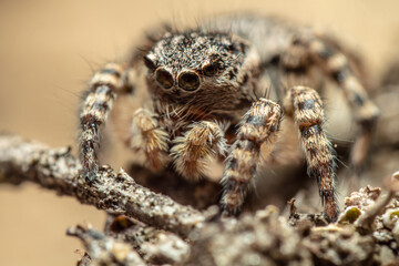 Eine extreme Makrofotografie von einer sehr kleinen Springspinne