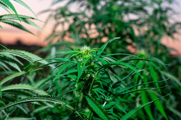 Marijuana or cannabis bushes close-up