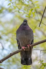 The fat pigeon is importantly sitting on a branch. Domestic pigeon bird and blurred natural background.