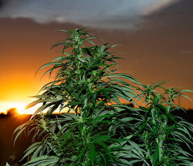 Marijuana or cannabis bush against the background of the rising sun.