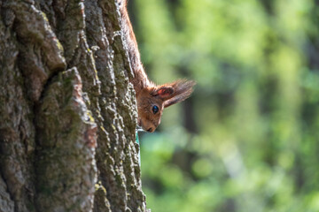 Portrait of a squirrel on a tree trunk