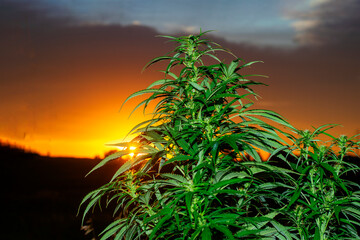 Marijuana or cannabis bush against the background of the rising sun.