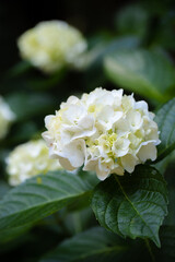 あじさい（紫陽花）