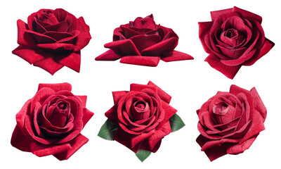 six red rose flowers on white background, nature, object, love, valentine