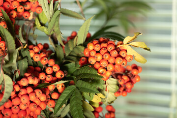 Rowan branch in a crystal vase on a table by a window with blinds. Autumn still life. Home comfort.