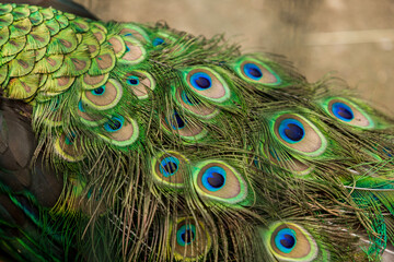 Obraz premium Peacock's tail with a blue-green pattern