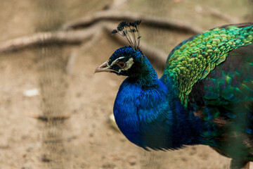 Naklejka premium Peacock head