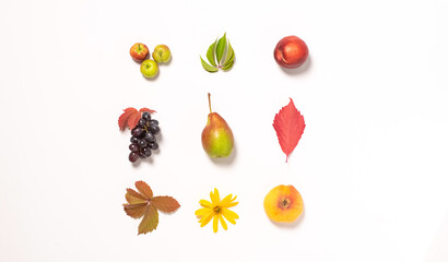 Autumn fruits apples pears grapes fallen leaves lined with pattern on a white background. Autumn vintage flat layout