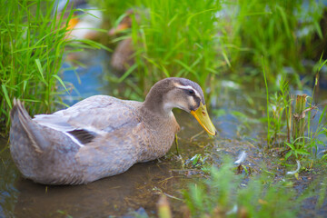 A duck in a pond with green grass drinking water