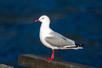 Obraz premium Red-billed / Silver Gull in New Zealand