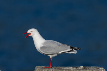 Red-billed / Silver Gull in New Zealand
