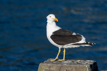 Naklejka premium Kelp / Southern Black-backed Gull in New Zealand