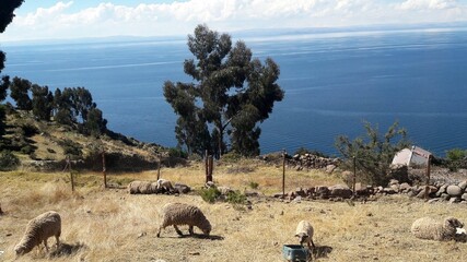 Fototapeta na wymiar herd of sheeps in lake titicaca bolivia 