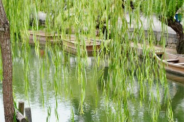 柳と水面に浮かぶ船