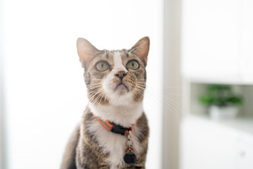 Happy tabby cat lovely comfortable Stay home with cat in the room. Cat Eyes Looking