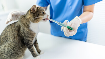 Vet surgeon. Cat on examination table of veterinarian clinic. Veterinary care. Vet doctor and cat