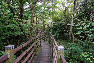 Fototapeta premium wooden pathway in the summer forest
