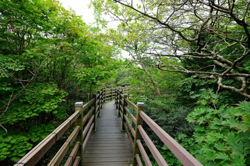 wooden pathway in the summer forest