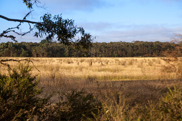 A flock of kangaroos in orange fields grazes on the grass. View through bushes