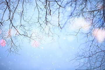 snowflakes branches winter abstract background, holiday new year, cold weather snow