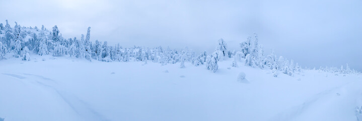Wide panorama of frozen snow-covered tundra in Arctic with traces of snowmobile
