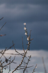 pink nectarine tree blossoms outdoor