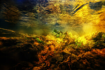 multicolored underwater landscape in the river, algae clear water, plants under water