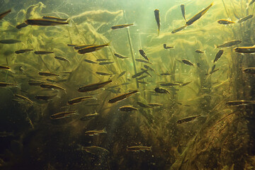 flock of small fish underwater, freshwater bleak fish anchovy seascape