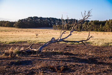 Typical Australian landscape overlooking orange fields and grazing kangaroos