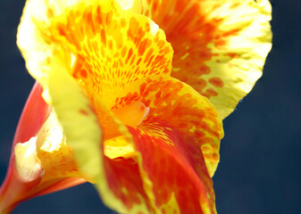 orange tulip closeup