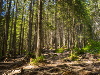 Scenic Trail full of roots in the middle of wooden coniferous forrest, surrounded by green bushes and leaves and ferns on a Fall Evening in Carpathian Nature. Amazing pedestrian track in Ukraine. 