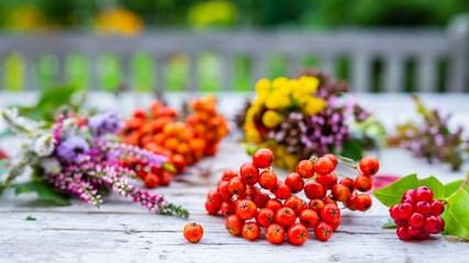 Rowan and autumn leaves and flowers on a wooden table in the garden.
