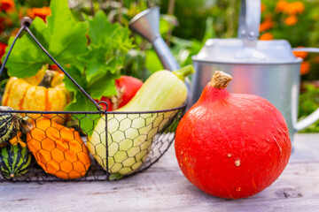 Autumn harvests. Pumpkins on a wooden table in the garden.